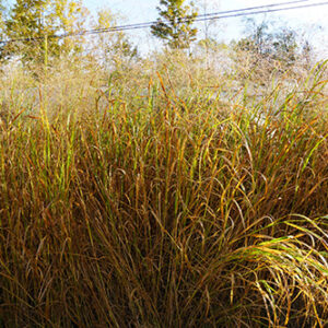 Panicum virgatum, 'Shawnee' (Switchgrass, 'Shawnee') vegetative whole plant