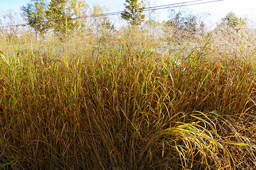 Panicum virgatum, 'Shawnee' (Switchgrass, 'Shawnee') vegetative whole plant