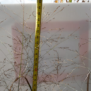 Panicum virgatum, 'Shelter' (Switchgrass, 'Shelter') seed head