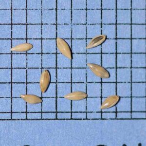 Panicum virgatum, 'Summer' (Switchgrass, 'Summer') seed