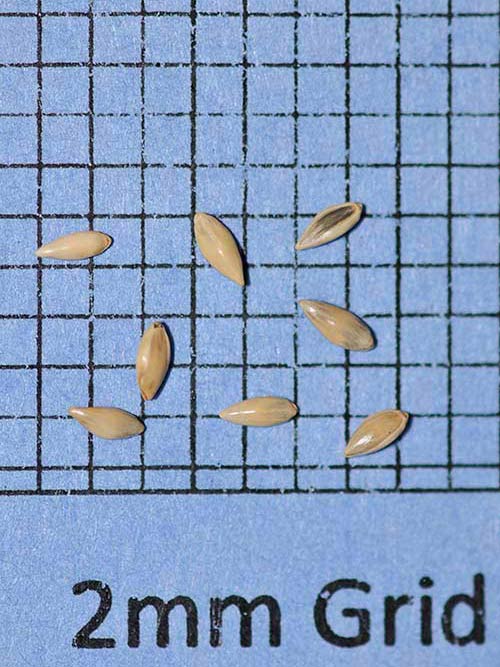 Panicum virgatum, 'Timber' (Switchgrass, 'Timber') seed