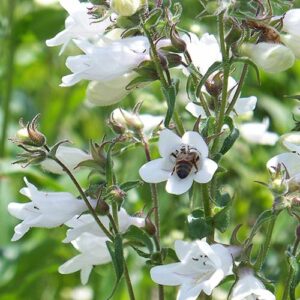 Penstemon digitalis (Tall White Beardtongue) bloom