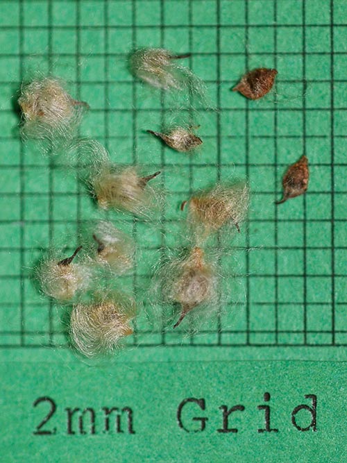 Anemone virginiana, PA Ecotype (Thimbleweed, PA Ecotype) seed