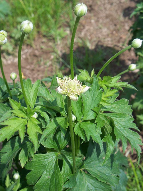 Anemone virginiana, PA Ecotype (Thimbleweed, PA Ecotype) bloom