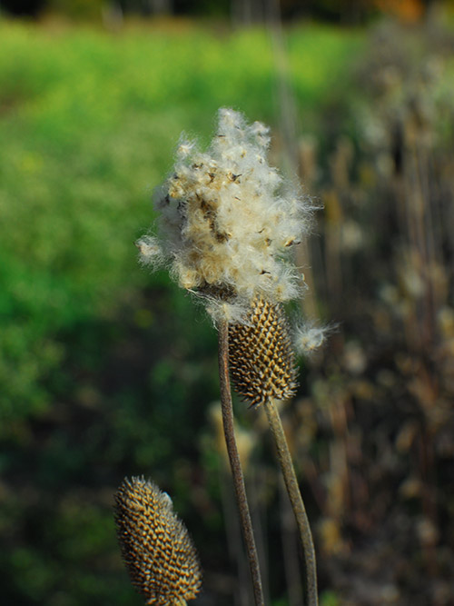 Anemone virginiana, PA Ecotype (Thimbleweed, PA Ecotype) seed head