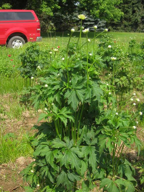 Anemone virginiana, PA Ecotype (Thimbleweed, PA Ecotype) whole plant/field shot