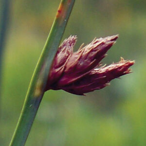 Scirpus americanus, PA Ecotype (Threesquare Bulrush, PA Ecotype) seed head