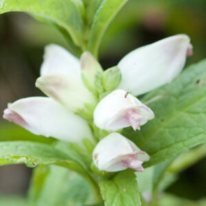 Chelone glabra, PA Ecotype (Turtlehead, PA Ecotype) bloom
