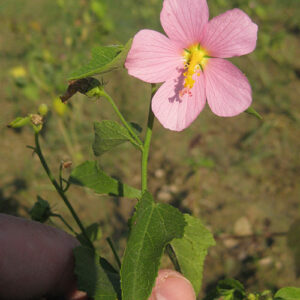 Kosteletzkya virginica, MD Ecotype (Virginia Saltmarsh Mallow, MD Ecotype) bloom