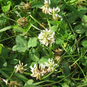 Trifolium repens, Dutch (White Clover, Dutch) bloom