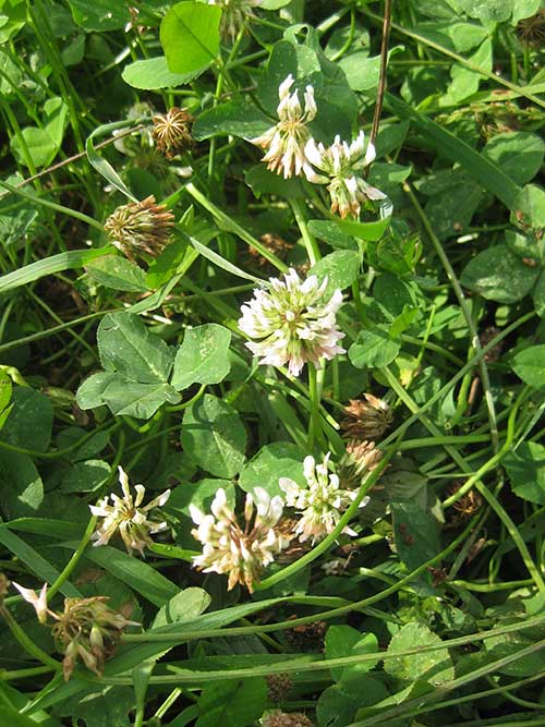 Trifolium repens, Ladino (White Clover, Ladino) bloom