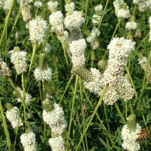 Dalea candida (White Prairie Clover) bloom