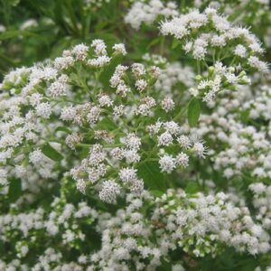Eupatorium rugosum, PA Ecotype (White Snakeroot, PA Ecotype) bloom