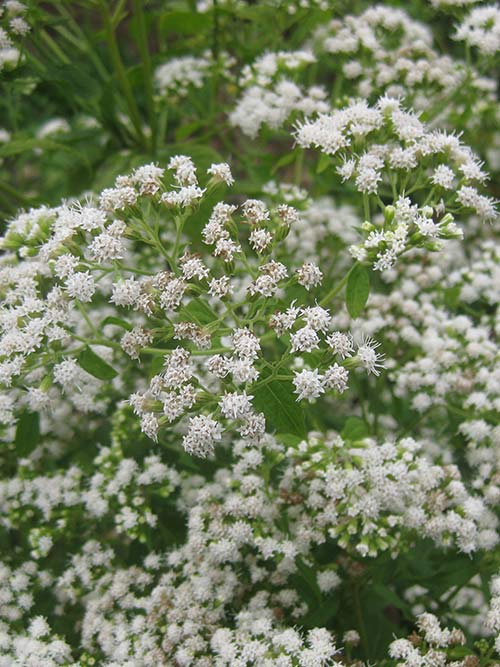 Eupatorium rugosum, PA Ecotype (White Snakeroot, PA Ecotype) bloom