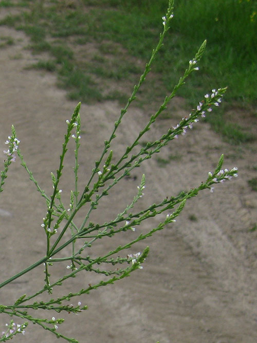 Verbena urticifolia, PA Ecotype (White Vervain, PA Ecotype) bloom