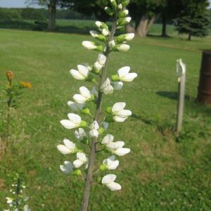 Baptisia alba (White Wild Indigo) bloom