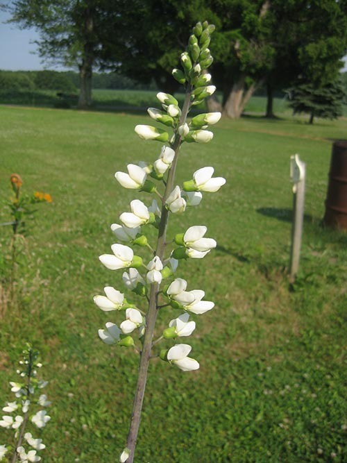 Baptisia alba, OH Ecotype (White Wild Indigo, OH Ecotype) bloom