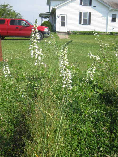 Baptisia alba, OH Ecotype (White Wild Indigo, OH Ecotype) whole plant/field shot