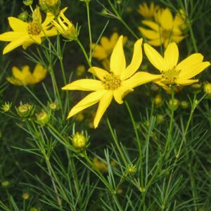 Coreopsis verticillata, VA Ecotype (Whorled Tickseed, VA Ecotype) bloom