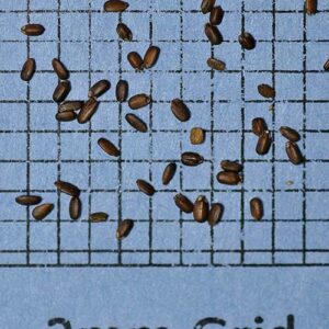 Monarda fistulosa, Fort Indiantown Gap-PA Ecotype (Wild Bergamot, Fort Indiantown Gap-PA Ecotype) seed