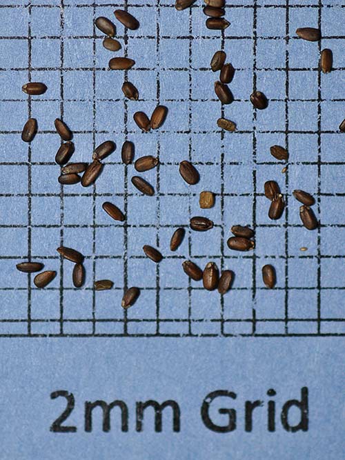 Monarda fistulosa, Fort Indiantown Gap-PA Ecotype (Wild Bergamot, Fort Indiantown Gap-PA Ecotype) seed