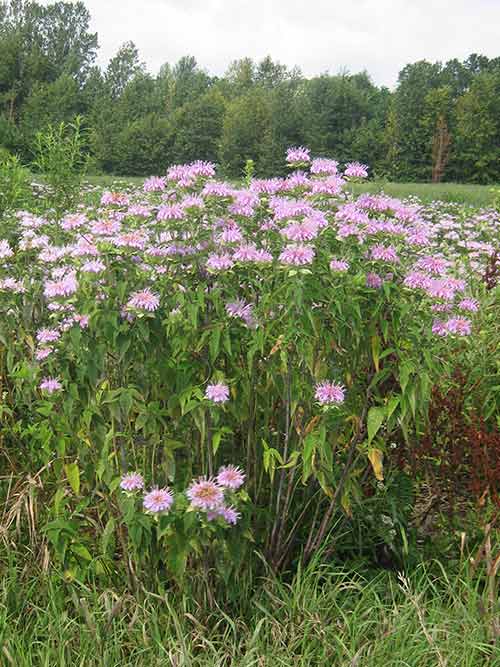 Monarda fistulosa, Fort Indiantown Gap-PA Ecotype (Wild Bergamot, Fort Indiantown Gap-PA Ecotype) full bloom