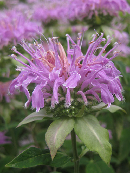 Monarda fistulosa, Fort Indiantown Gap-PA Ecotype (Wild Bergamot, Fort Indiantown Gap-PA Ecotype) bloom close-up