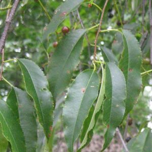 Prunus serotina, PA Ecotype (Wild Black Cherry, PA Ecotype) leaf & stem