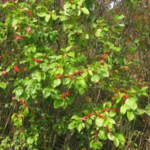 Ilex verticillata, PA Ecotype (Winterberry, PA Ecotype) whole plant - summer