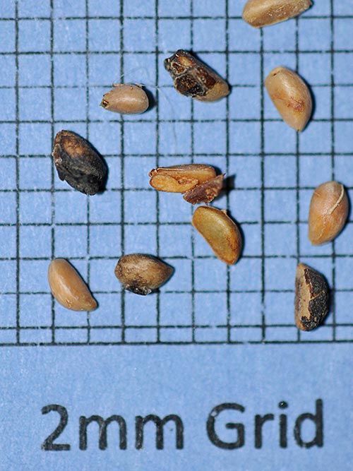 Ilex verticillata, PA Ecotype (Winterberry, PA Ecotype) seed