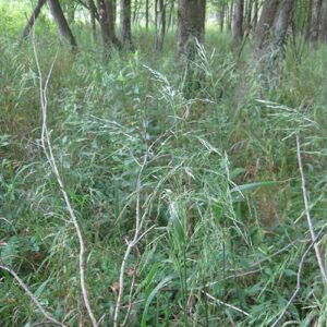 Cinna arundinacea, PA Ecotype (Wood Reedgrass, PA Ecotype) whole plant/field shot