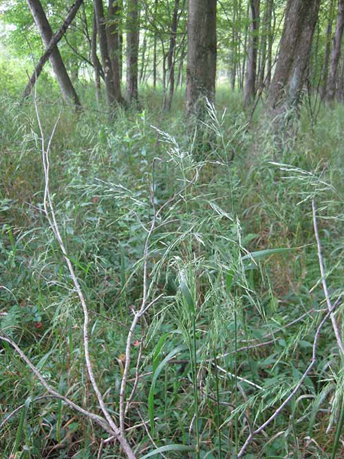 Cinna arundinacea, PA Ecotype (Wood Reedgrass, PA Ecotype) whole plant/field shot