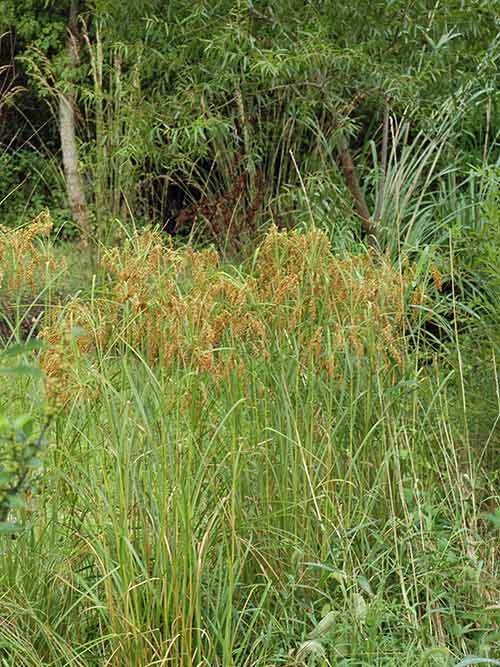 Scirpus cyperinus, PA Ecotype (Woolgrass, PA Ecotype) whole plant/field shot