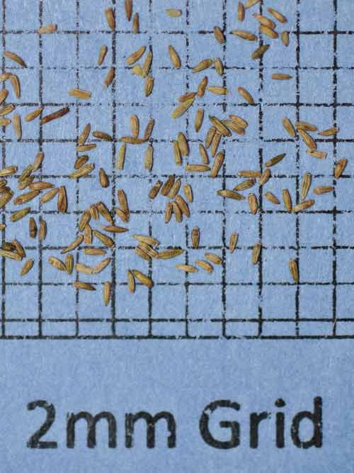 Solidago rugosa, PA Ecotype (Wrinkleleaf Goldenrod, PA Ecotype) seed