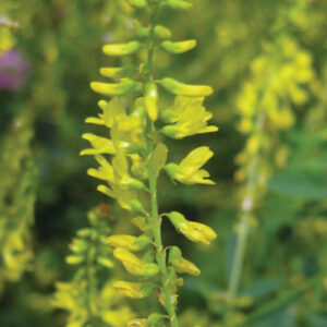 Melilotus officinalis (Yellow Blossom Sweetclover) bloom