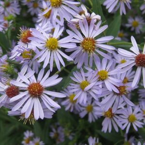 Aster prenanthoides, PA Ecotype (Zigzag Aster, PA Ecotype) bloom