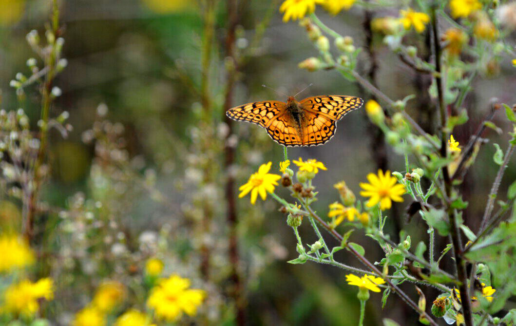 Butterfly on a yellow flower