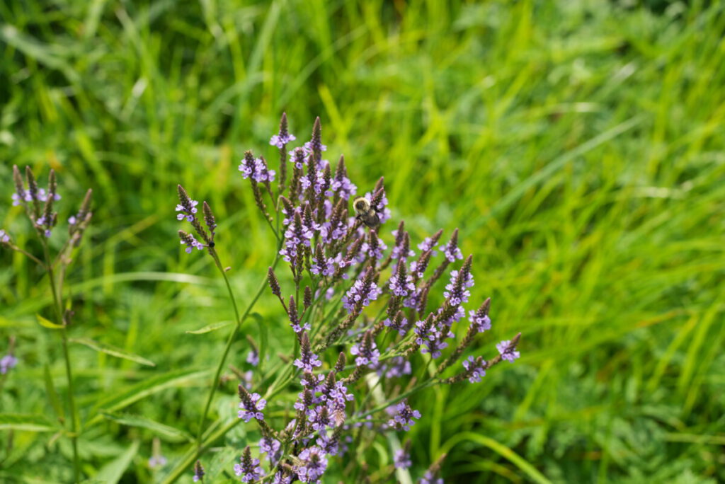 Purple flowers with grass in the background