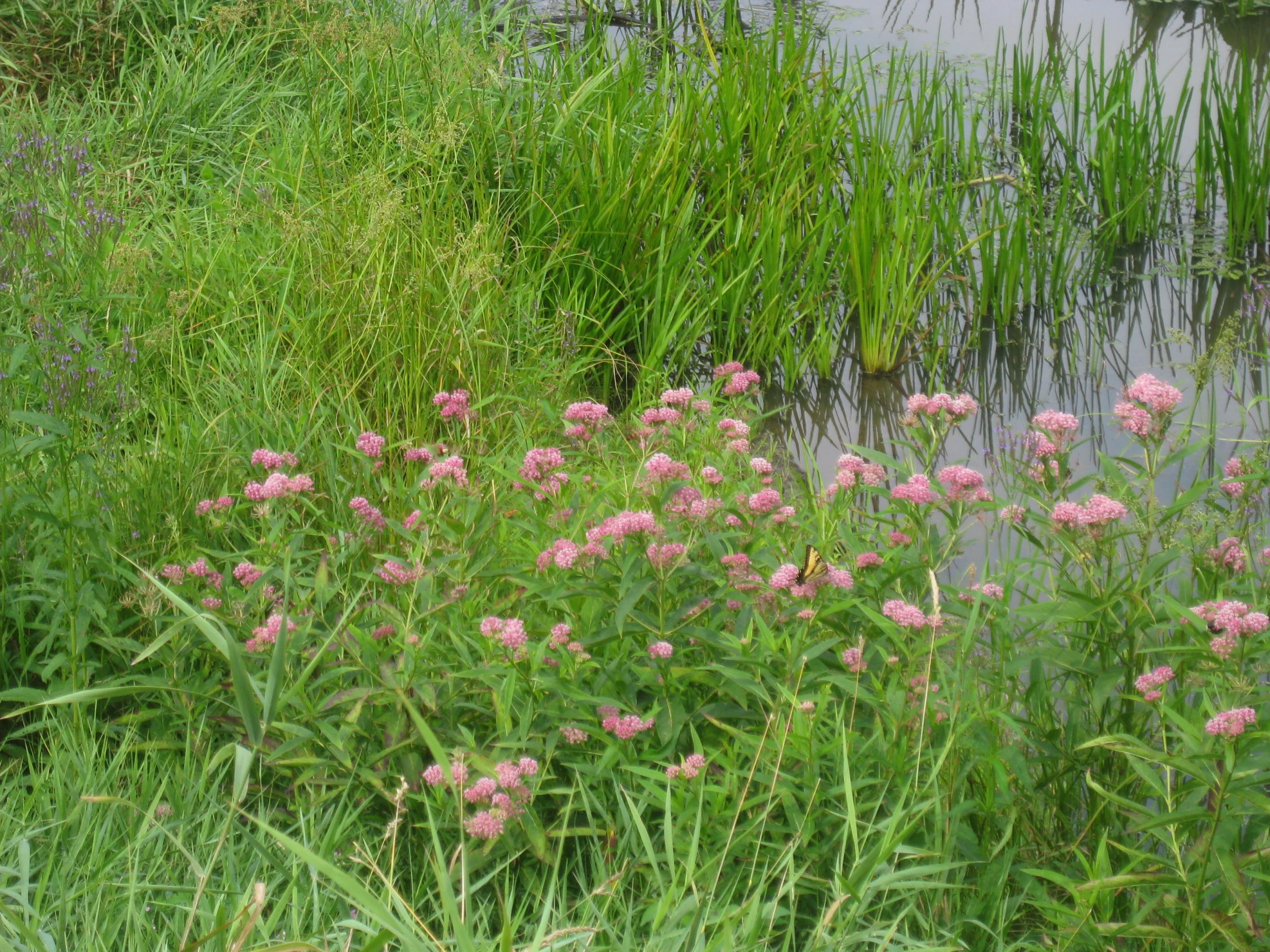 Pink flowers near water