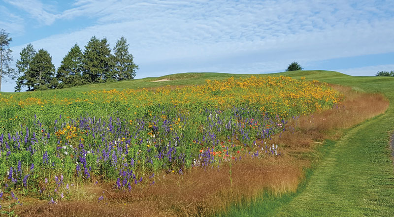 Image of a hilly meadow
