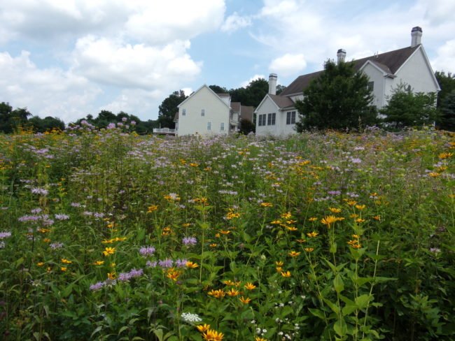 A field of flowers in front of a house