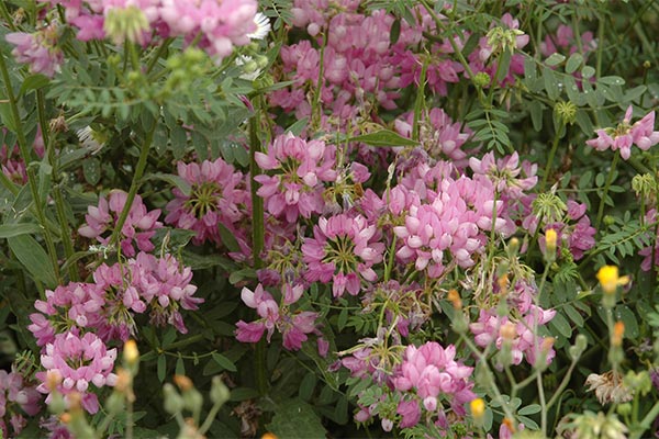 Pink flowers with green leaves in the background