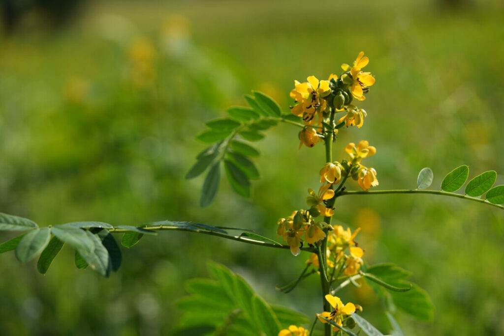 Yellow flowers with blurry background