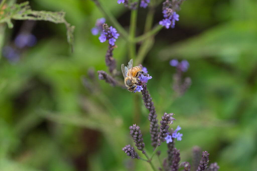 Bee on a purple flower