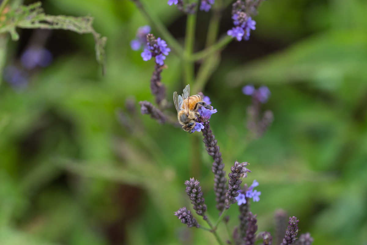 ‘Blind’ Queen Honeybee Study Q&A With Charlie Vorisek