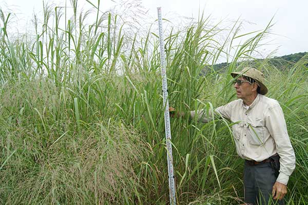 Ernst Seeds employee measuring the tall grass