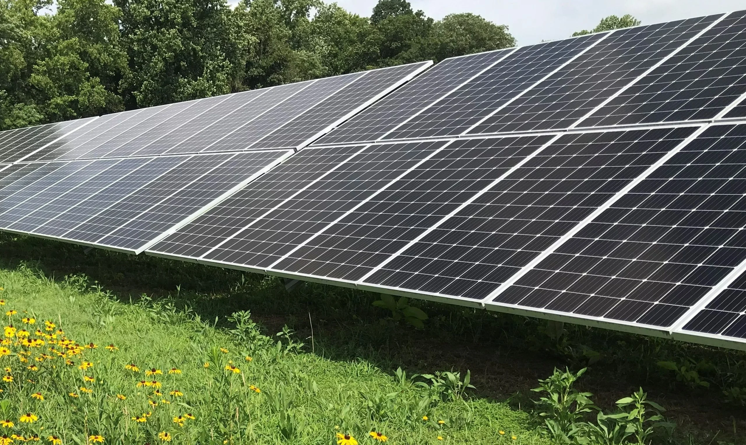 Keep It Simple, Solar: Developing Native Vegetation at Solar Energy Sites to Improve Drainage, Soil Health and Biodiversity