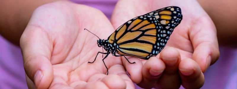 Monarch butterfly on hands