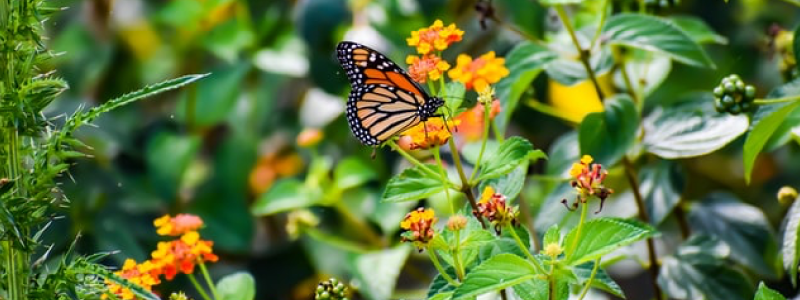 A Tribute to The Monarch Butterfly: How to Turn Your Backyard Into a Butterfly Sanctuary