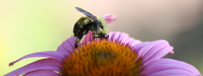 Understanding the Nutritional Needs of Bees Can Help Drive Pollinator Conservation Toward Better Outcomes